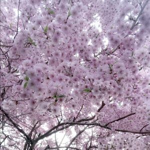 Meet your Posher, Delaney